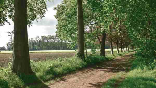 Rooien afgestorven bomen in het Reesinghebos